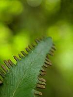 close up photo, wild greenery, beautiful background photo