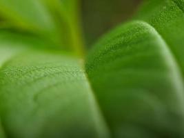 macro photo, focus, detail of wild plant foliage photo