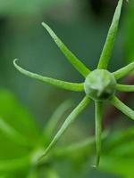 macro photo, unique, beautiful hibiscus flower buds photo