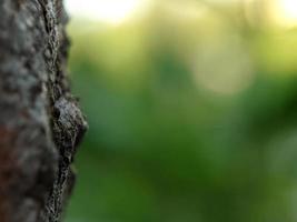 photography macro, tree bark with natural and beautiful blur background photo