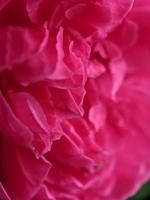 fotografía macro, foto de textura de hermosas rosas rosas