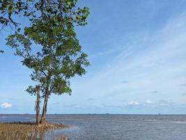 beautiful view of the beach and trees photo