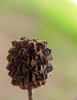 macro photography of pinecones photo