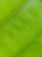 defocused natural green abstract image background photo