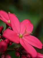 macro photography, small beautiful red flowers