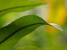 photo maxro, fresh beautiful foliage focus and blurred background