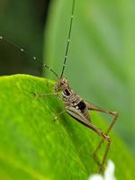 única foto macro de insectos pequeños de grillos