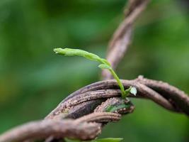 macro photography, beautiful and unique natural growth photo