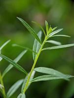 macro photography, beautiful and unique natural growth photo