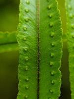 macro photo, focus, detail of wild plant foliage photo