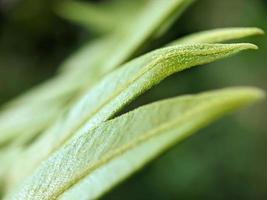 close up photo, wild greenery, beautiful background photo