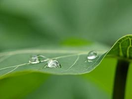 foto macro, hojas verdes de la naturaleza y hermosas gotas de rocío