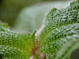 macro photo of the uniqueness of beautiful wild plants