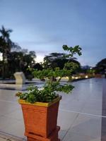 morning photo and beautiful plants in pots