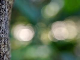 macro photography, tree bark texture and beautiful blurred background photo