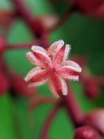 fotografía macro, plantas naturales únicas, primer plano foto