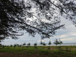 beautiful view of the beach and trees photo