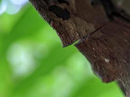 macro photos, green nature and tree bark objects photo