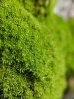 macro photo, small moss growing on tree bark photo