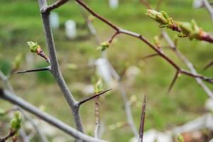 ramas de espino joven a principios de la primavera. foto