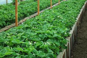 Rows of blooming strawberries in a rustic farm greenhouse. photo