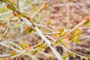 rama de agracejo a principios de la temporada de primavera. foto