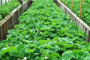 Rows of blooming strawberries in a rustic farm greenhouse. photo