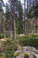 Green pine tree forest photo