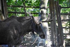 Adult moose with antlers drinking water jet. photo