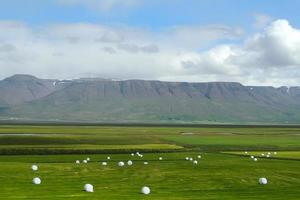 Green meadow with white haystacks in bales in Iceland