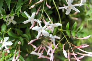 PInk and white jasmine flowers in closeup photo