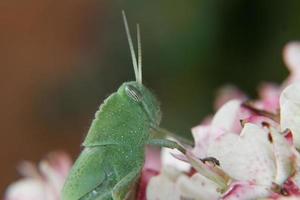 Garden Locust Nymph photo