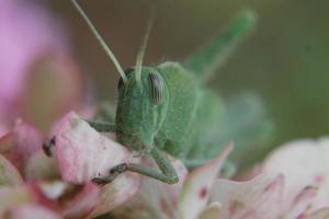 Garden Locust Nymph photo