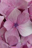 Hortensia flores macro foto