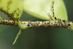 Branch with Aphids photo