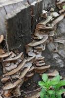 Hairy Bracket on Wood photo