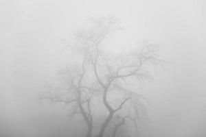 Tree in the foggy winter day photo