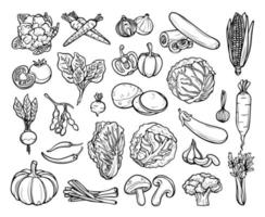Hand drawn vegetables in doodle style vector isolated on white background