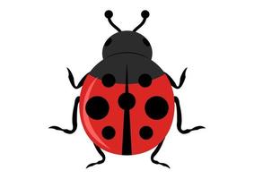 Ladybug icon isolated on white background vector