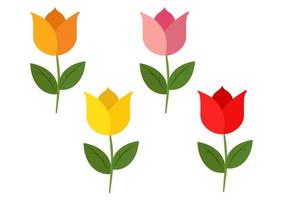 Four tulips of different colors isolated on a white background. Vector illustration of four colored tulips