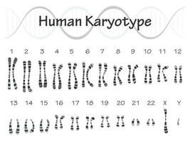 Human Karyotype Diagram vector