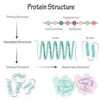 ilustración vectorial de la estructura de la proteína vector