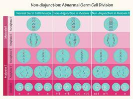 división anormal de células germinales sin disyunción vector