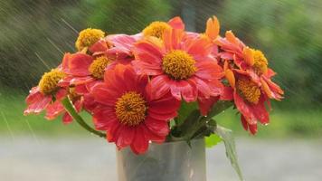 fleurs fraîches avec des gouttelettes dans un pot extérieur. gouttelettes d'eau sur les fleurs orange sous la pluie. fond de fleur d'été. fond naturel video