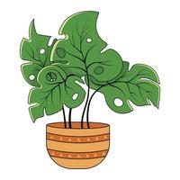 Green monstera plant in pot vector