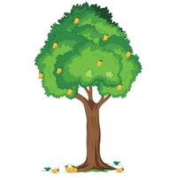 Mango tree on white background vector