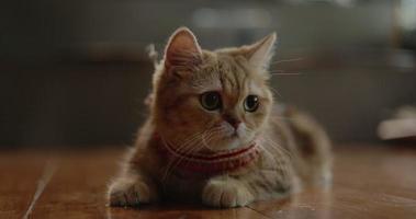 Lovely Tabby British short hair kitten lying on the floor prepares to jump for snap onto something it is stalking. video