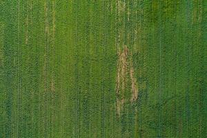 Green country meadow in top view. photo