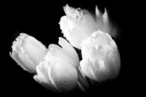 tulipán blanco fresco con primer plano de gotas de agua sobre fondo negro. foto