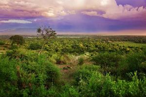 arbusto en tanzania, paisaje africano foto